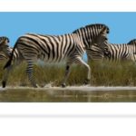 Zebra 3D Journal