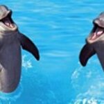 dolphin 3D bookmark