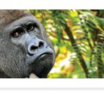 gorilla 3d bookmark