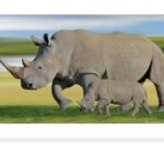 rhino 3d bookmark