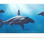 shark 3d bookmark